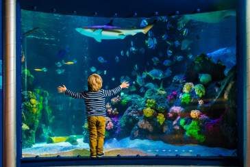 SEA Life Timmendorfer Strand, Bild 1