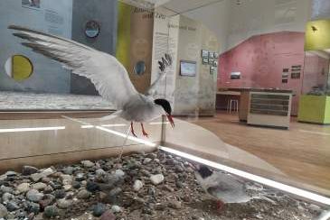 Besuch der Ausstellung "Vogelleben zwischen Fluss und Meer"