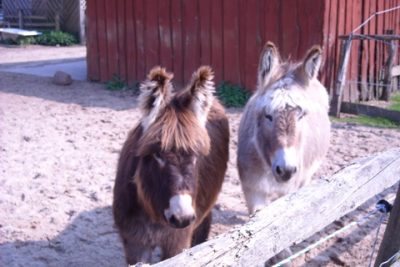 Kindergeburtstag Bauernhof