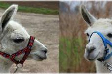 Lama-Winterwanderung für Groß und Klein mit den Unstrut-Lamas, Bild 1