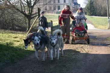 Schnupper Tour mit Huskys, Bild 1