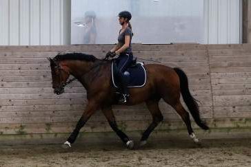 Reiterferien  in S.-H. an der Nordsee, Bild 1