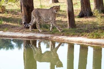 Serengeti Park