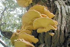 Naturkunst und/oder Pilz? - MiM-Vortrag