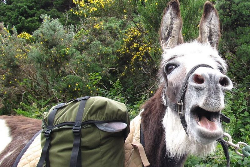 Schöne Eselei: Wandern mit einem verkannten Gefährten, Bild 1