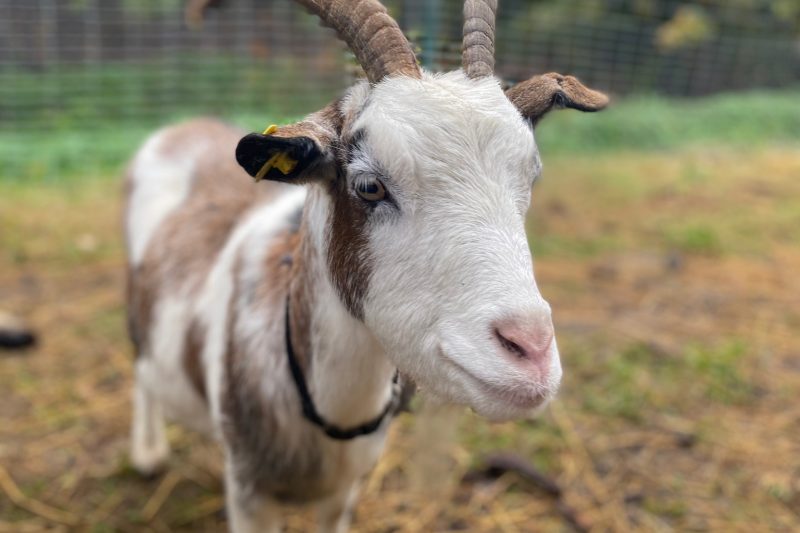 Ferienspaß auf dem Bauernhof und Reiterferien, Bild 1